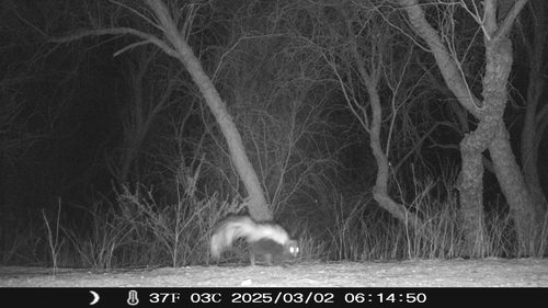 iNaturalist observation 2025-03-02
