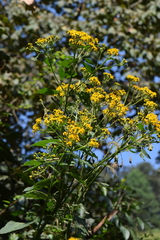 Verbesina hidalgoana