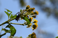 Verbesina hidalgoana