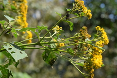 Verbesina hidalgoana
