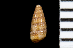 Cerithiopsidae