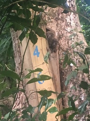 Lepilemur tymerlachsoni