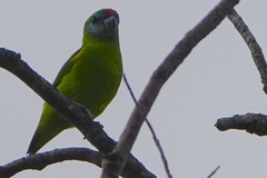 Cyclopsitta diophthalma