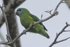 Cyclopsitta diophthalma