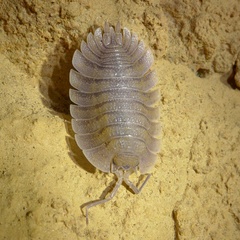 Porcellio spatulatus
