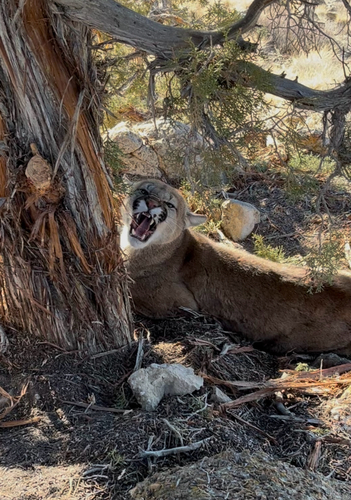 Mountain Lion photographed in Nevada