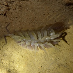 Porcellio spatulatus