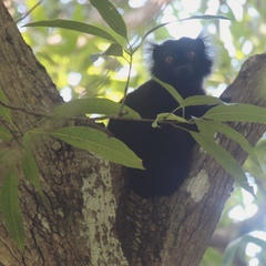 Eulemur macaco