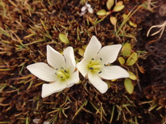 Gentianella amabilis