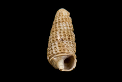Cerithiopsis