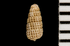 Cerithiopsis
