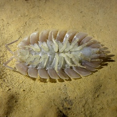 Porcellio spatulatus