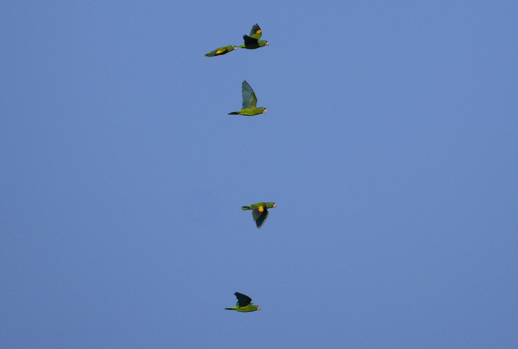 Golden-Winged Parakeet