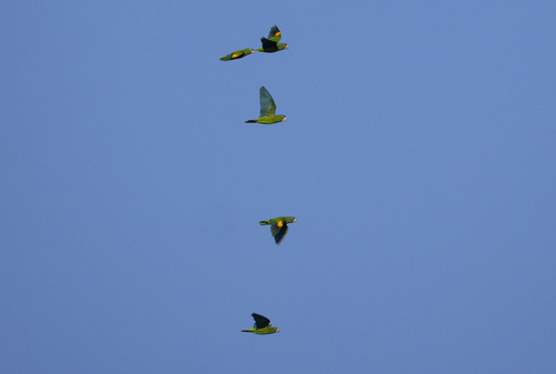 Golden-winged Parakeet