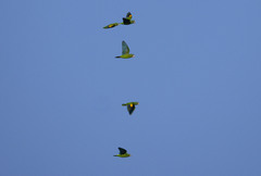 Golden-Winged Parakeet photo 1
