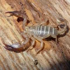 Euscorpius canestrinii