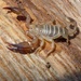 Euscorpius sicanus - Photo (c) Jakob Fahr, some rights reserved (CC BY-NC), uploaded by Jakob Fahr