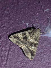 Melipotis trujillensis