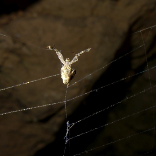 Feather-legged Lace Weaver