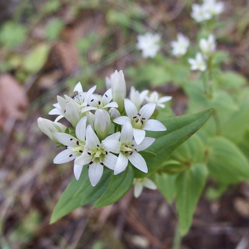 Chiricahua dwarf gentian (Gentianella microcalyx)