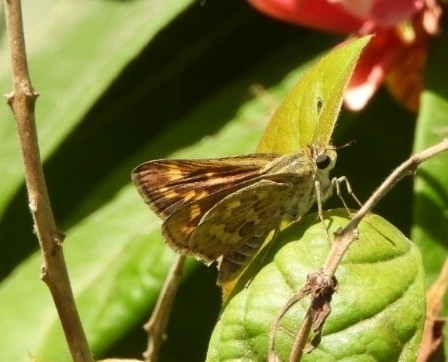 Polites subreticulata