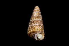 Cerithiopsis