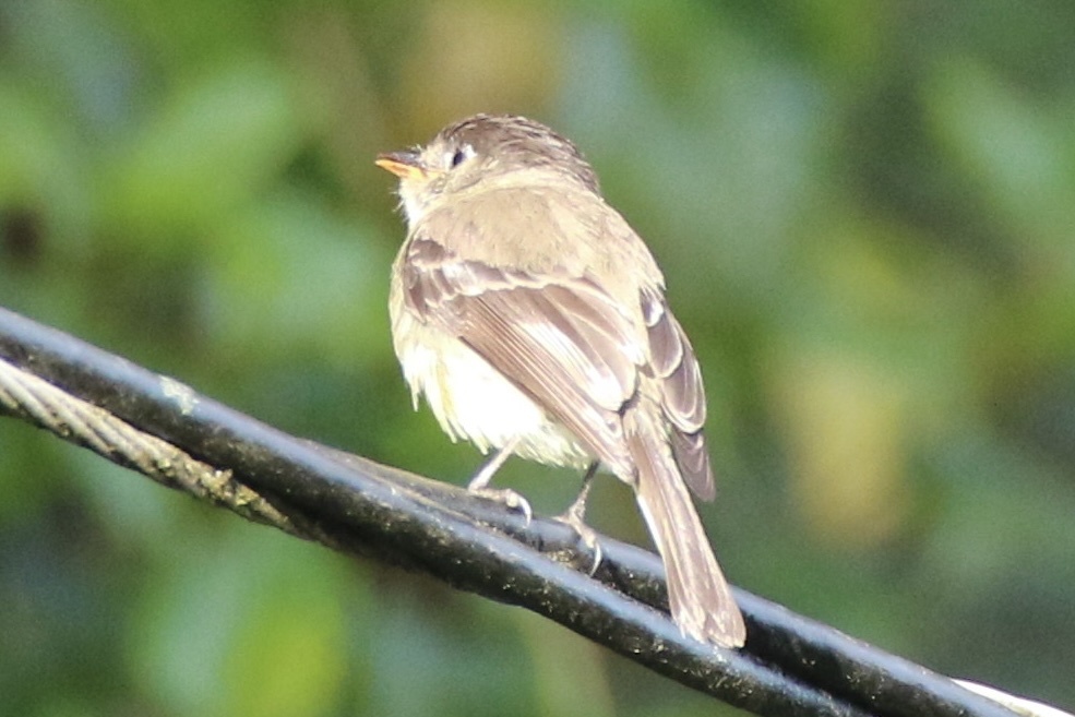 Black-capped Flycatcher (Empidonax atriceps), photo 7