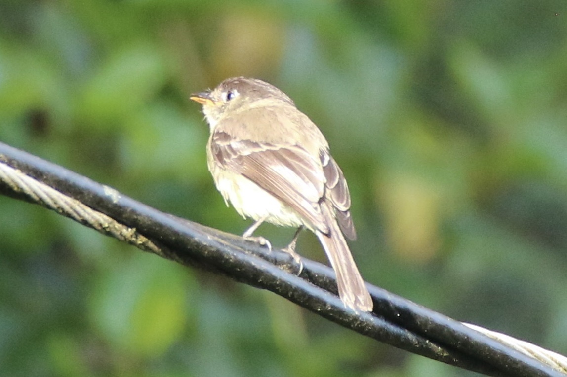 Black-capped Flycatcher (Empidonax atriceps), photo 8