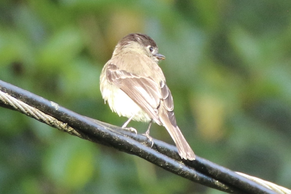 Black-capped Flycatcher (Empidonax atriceps), photo 9