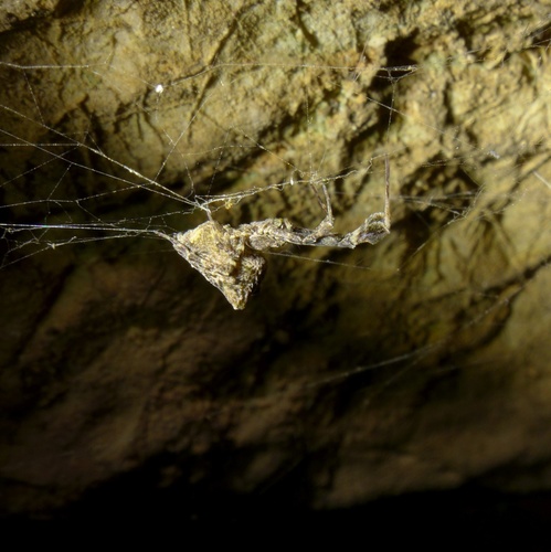Feather-legged Lace Weaver