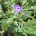 Pholistoma auritum - Photo (c) runcator, μερικά δικαιώματα διατηρούνται (CC BY), uploaded by runcator