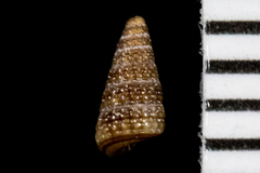 Cerithiopsis