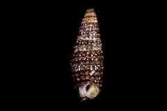 Cerithiopsis