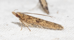 Dichomeris ligulella