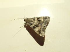 Melipotis trujillensis