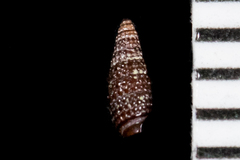 Cerithiopsis
