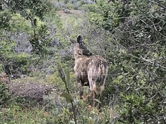 Hippocamelus bisulcus