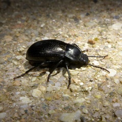 Euboeus ebeninus