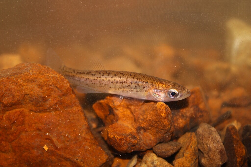 Northern Studfish