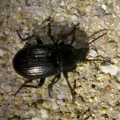 Euboeus ebeninus
