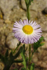 Erigeron lobatus