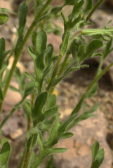 Erigeron lobatus