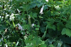 Actaea elata alpestris