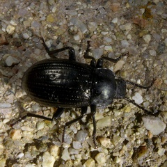 Euboeus ebeninus