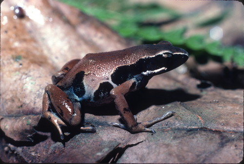 Ongot Long-fingered Frog