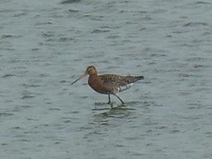 Limosa limosa islandica