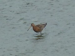 Limosa limosa islandica
