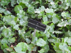 Epimedium perralderianum