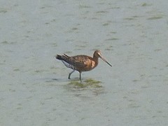 Limosa limosa islandica