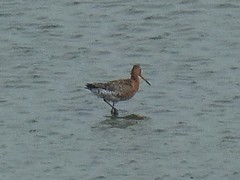 Limosa limosa islandica
